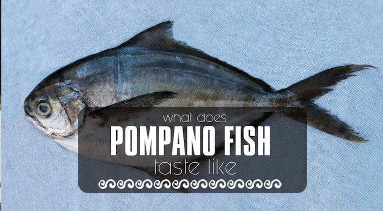 Pompano Fish: What is it – and What Does it Taste Like?