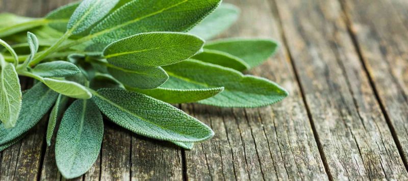 Best Substitutes for Sage
