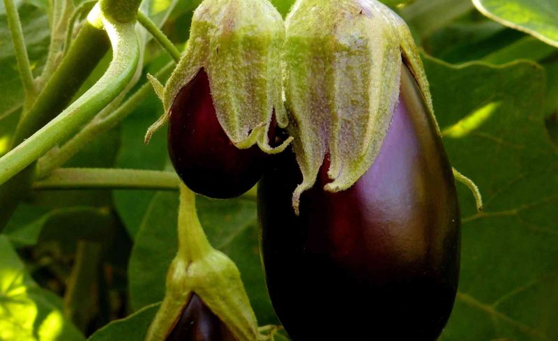 Spotting Ripe Eggplant